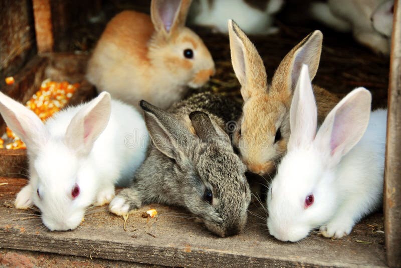 Sweet small bunny rabbits family. Sweet small bunny rabbits family