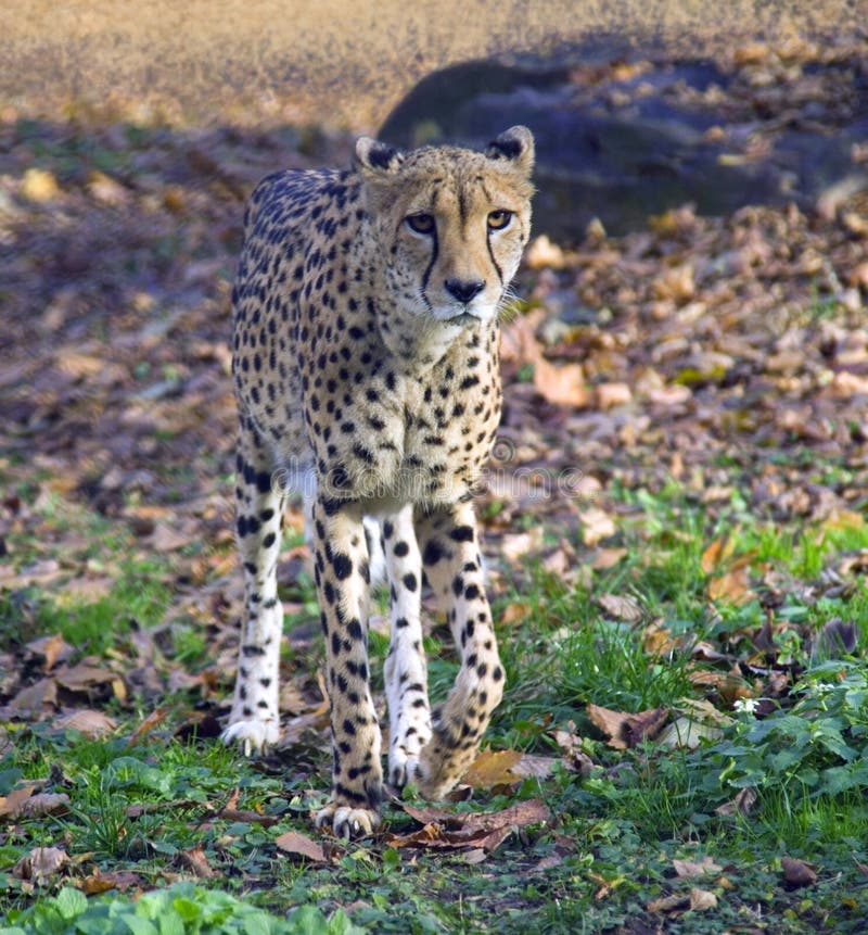 A família predadora África felino Médio Oriente do leopardo do mamífero da chita manchou a aerodinâmica rápida fotografia de stock A família predadora África felino Médio Oriente do leopardo do mamífero da chita manchou a aerodinâmica rápida fotografia de stock