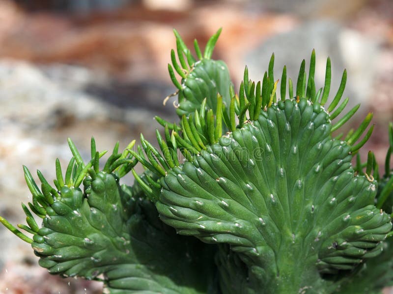 Cactus Plant Growing In Heraklion Greece Stock Image Image of many, botany 107334587
