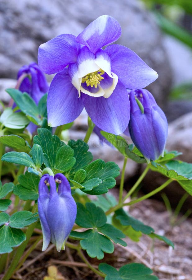 Aquilegia flabellata Mini Star Also known as Aquilegia flabellate Blue Angel Dwarf Columbine plant with large flower of blue and white and several buds blooming in a rock garden in the spring. Aquilegia flabellata Mini Star Also known as Aquilegia flabellate Blue Angel Dwarf Columbine plant with large flower of blue and white and several buds blooming in a rock garden in the spring.