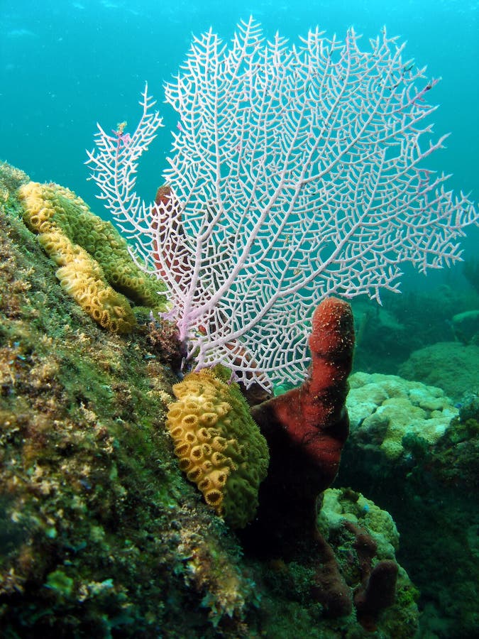 Fan Coral stock image. Image of underwater, coral, blue 11114473