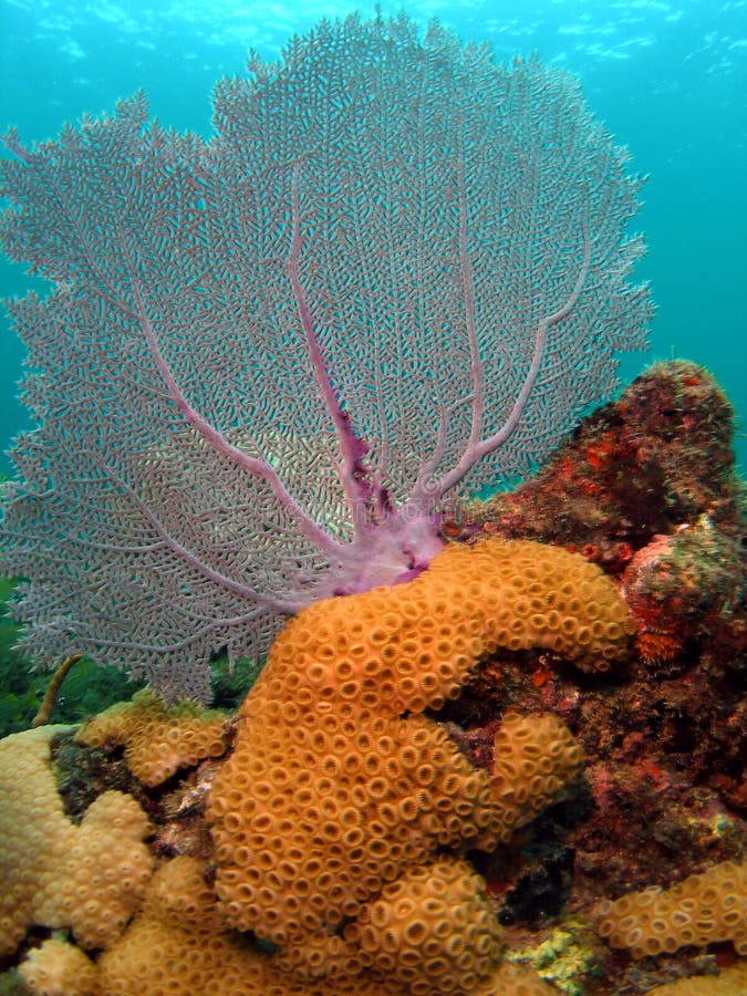Fan Coral stock image. Image of caribbean, coral, waters 11114507