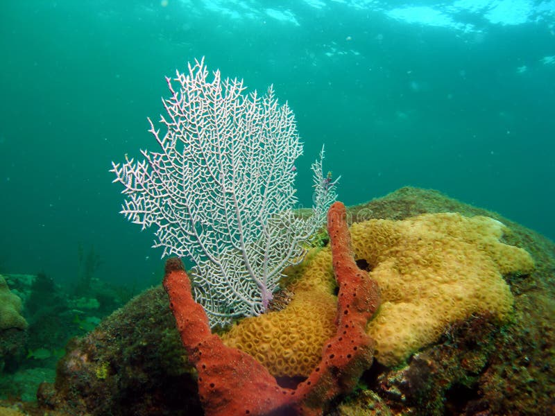 Fan Coral stock image. Image of marine, natural, blue 11114907