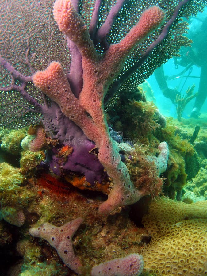 Fan Coral stock photo. Image of blue, feet, water, tropical 14829538