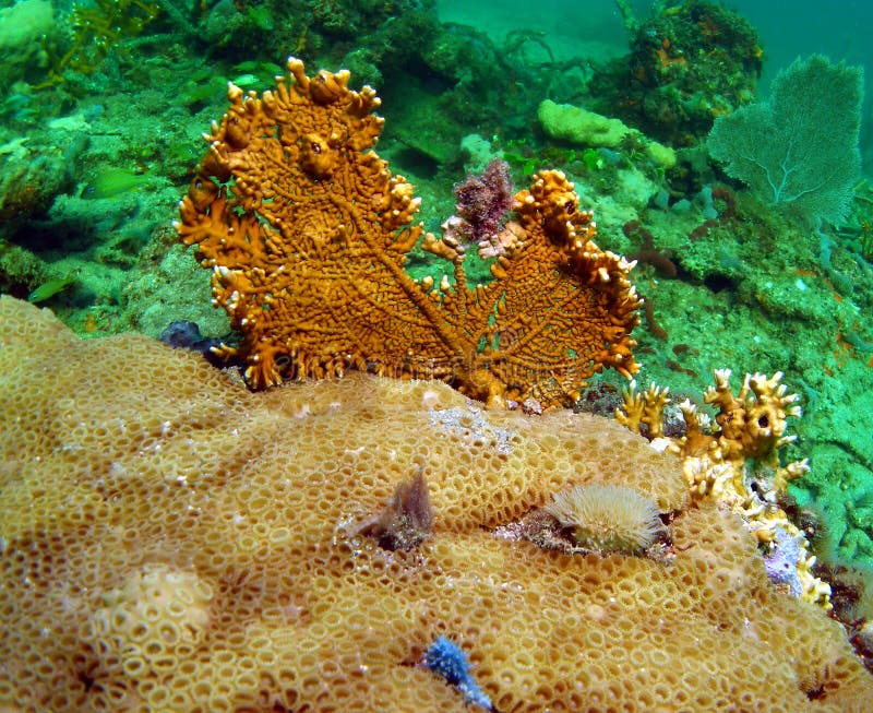 Fan Coral stock image. Image of aqua, blue, outdoors 16157999