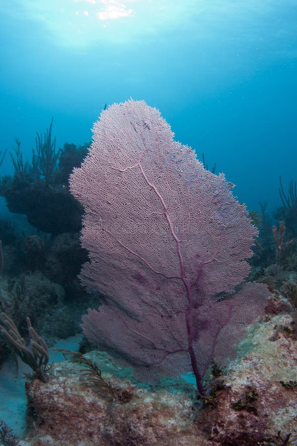 Fan Coral stock image. Image of nature, water, caribbean 28857095