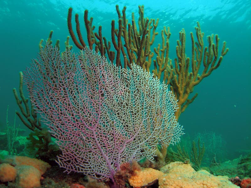 Fan coral stock photo. Image of marine, blue, pillar, pompano 6090296
