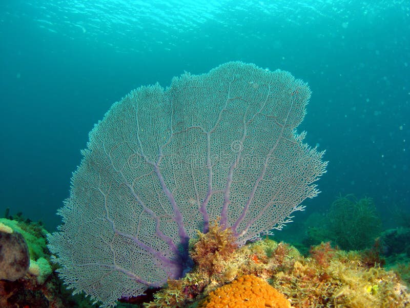 Fan Coral stock photo. Image of nature, marine, natural 11114512