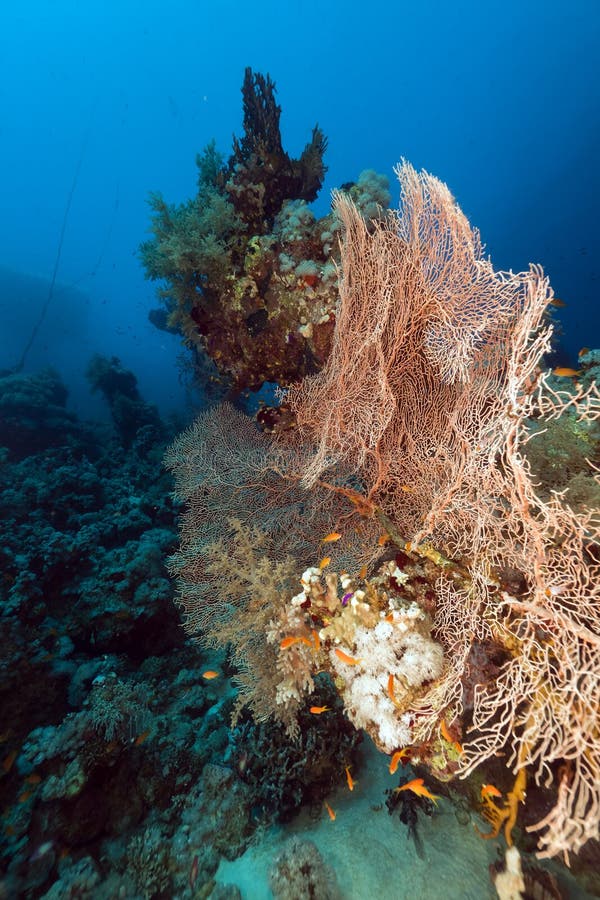 Fan coral in the Red Sea.