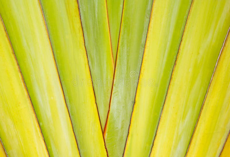 Fan del plátano del detalle de la textura y del modelo foto de archivo Fan del plátano del detalle de la textura y del modelo foto de archivo