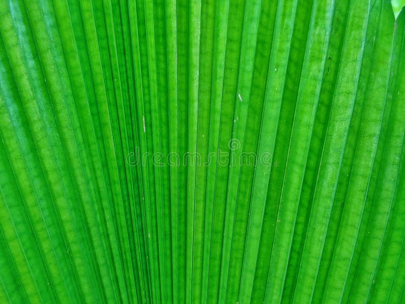 Fan leaf folds texture stock photo. Image of grass, background 271924064