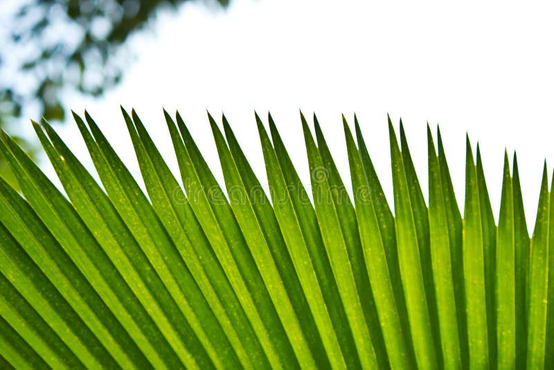 Fan leaf stock photo. Image of asia, cool, span, thai 44903748