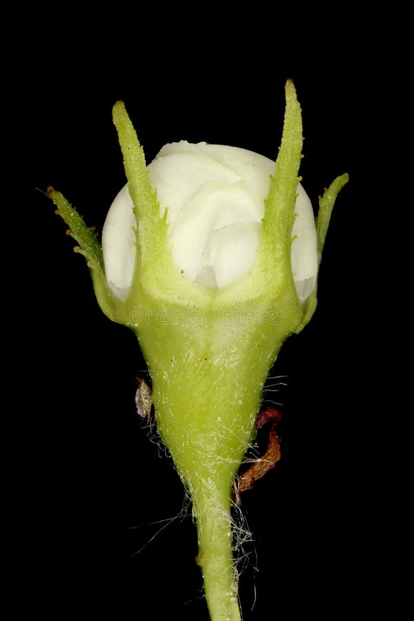 Fan-Leaved Hawthorn (Crataegus flabellata). Flower Bud Closeup stock images