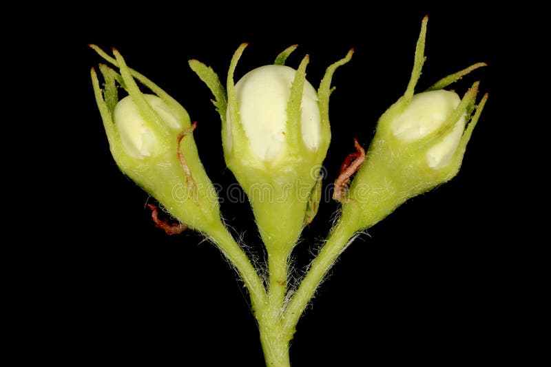 Fan-Leaved Hawthorn (Crataegus flabellata). Flower Buds Closeup royalty free stock photography