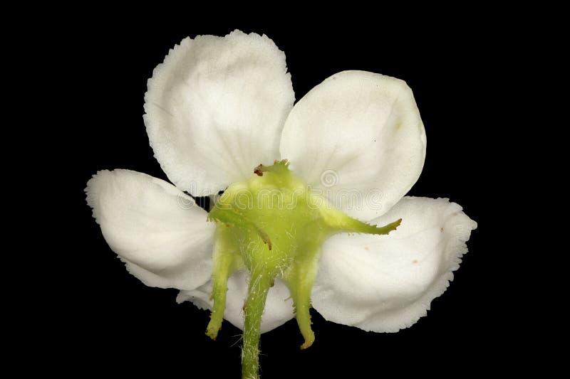 Virtual herbarium of Belarus flora: focus-stacked closeups of wild and cultivated plants, including images of flowers, leaves, and fruits intended as illustrations for botanical manuals. Virtual herbarium of Belarus flora: focus-stacked closeups of wild and cultivated plants, including images of flowers, leaves, and fruits intended as illustrations for botanical manuals