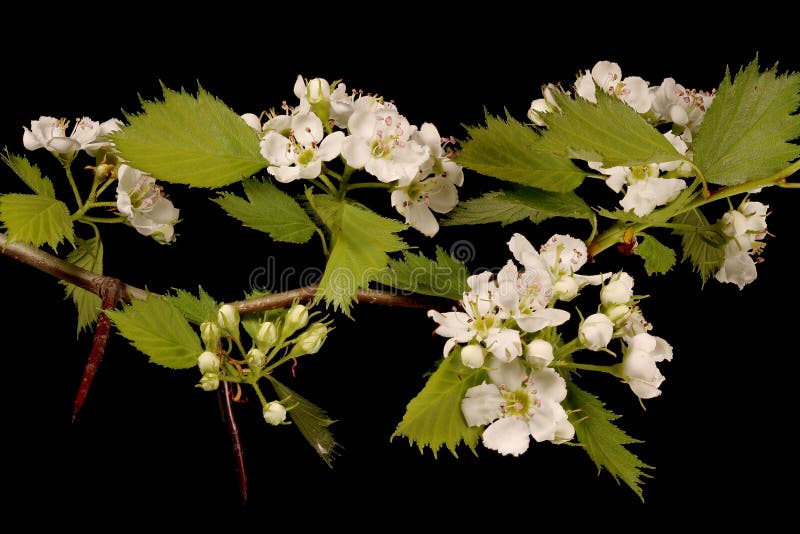Fan-Leaved Hawthorn (Crataegus flabellata). Flowering Branch Closeup royalty free stock images