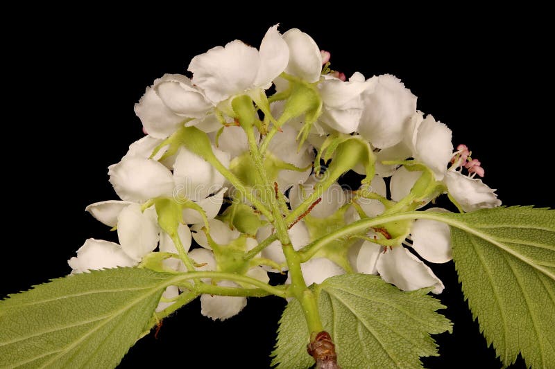 Virtual herbarium of Belarus flora: focus-stacked closeups of wild and cultivated plants, including images of flowers, leaves, and fruits intended as illustrations for botanical manuals. Virtual herbarium of Belarus flora: focus-stacked closeups of wild and cultivated plants, including images of flowers, leaves, and fruits intended as illustrations for botanical manuals