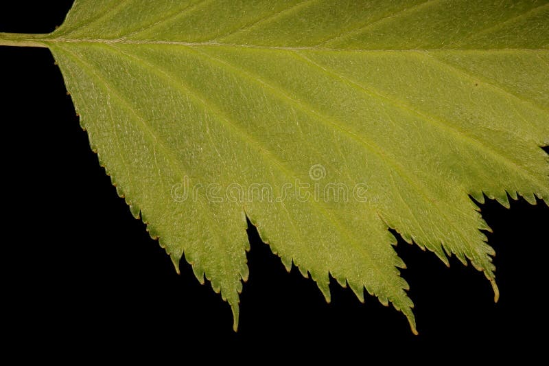 Fan-Leaved Hawthorn (Crataegus flabellata). Leaf Detail Closeup stock photography