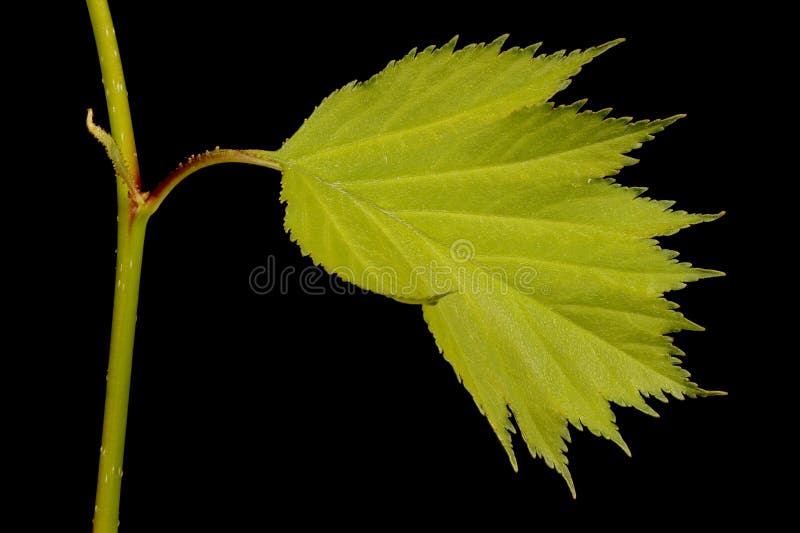 Fan-Leaved Hawthorn (Crataegus flabellata). Leaf and Stipule Closeup royalty free stock images