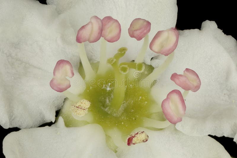 Fan-Leaved Hawthorn (Crataegus flabellata). Pistil and Stamens Closeup stock photos