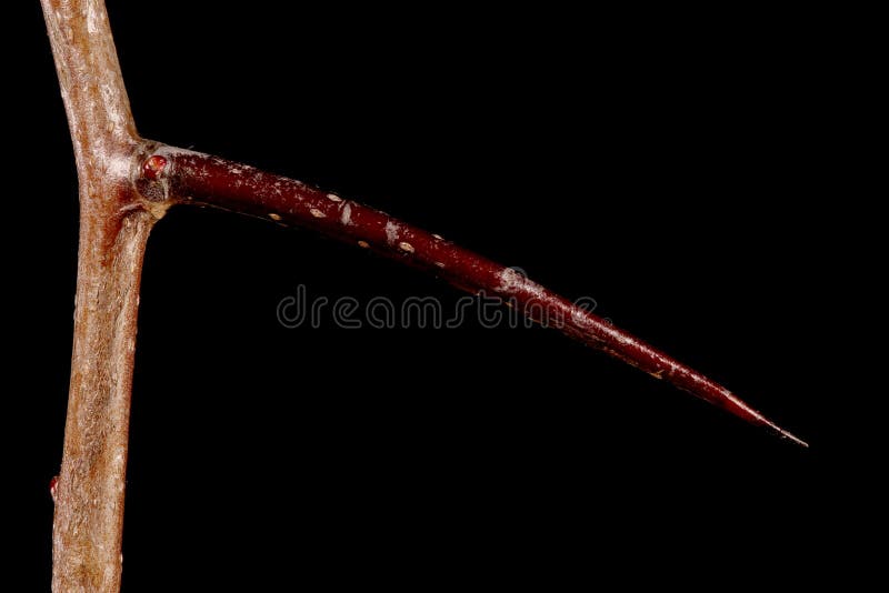 Fan-Leaved Hawthorn (Crataegus flabellata). Thorn Closeup royalty free stock image