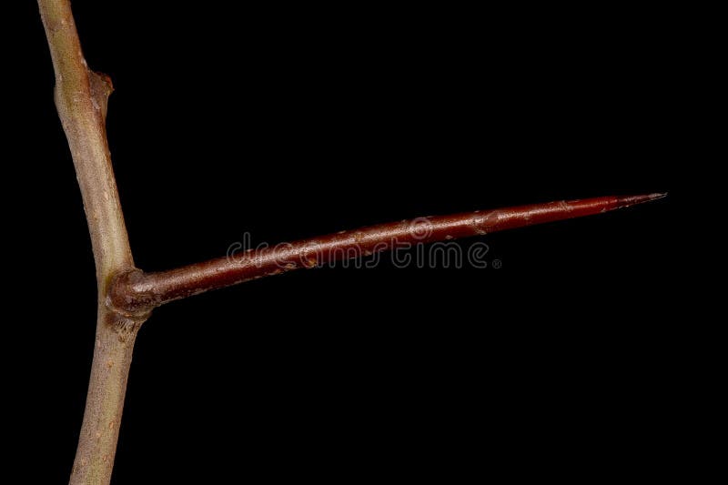 Fan-Leaved Hawthorn (Crataegus flabellata). Thorn Closeup stock photography