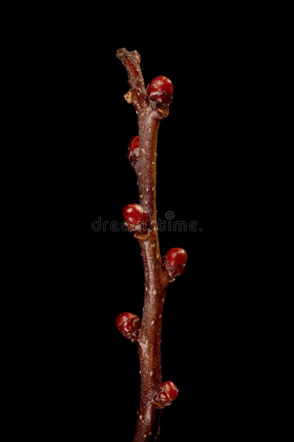 Fan-Leaved Hawthorn (Crataegus flabellata). Wintering Twig Apex Closeup royalty free stock images