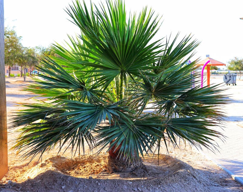 FAN Palm Tree,chinese Fan Palm,maxican Stock Photo Image of beach