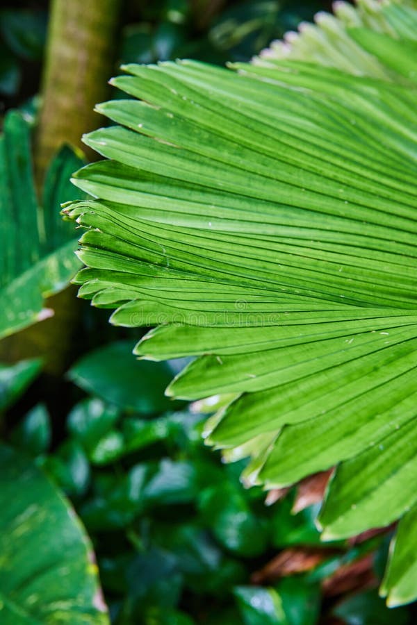 Fan Shape Leaves on Rainforest Plant in Detail Stock Photo Image of