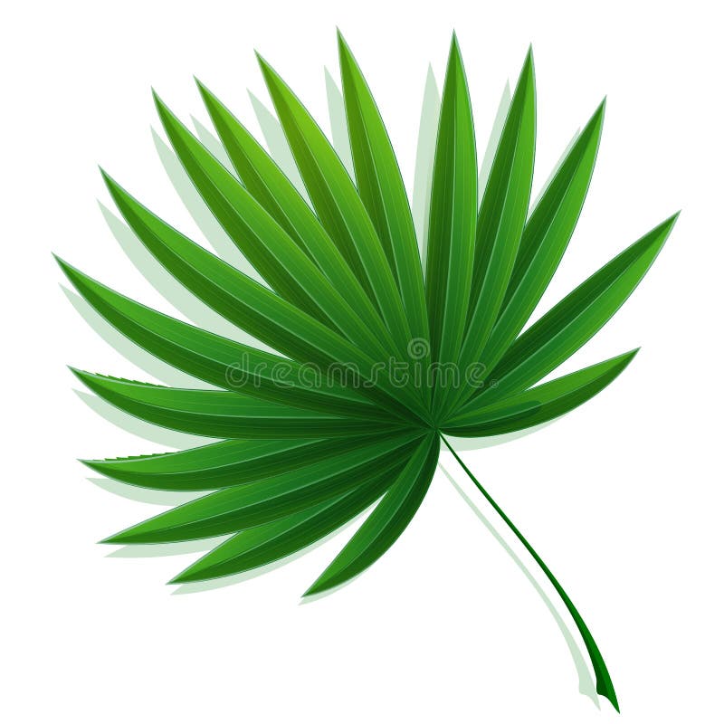 66+ Palm tree fan leaf Free Stock Photos StockFreeImages