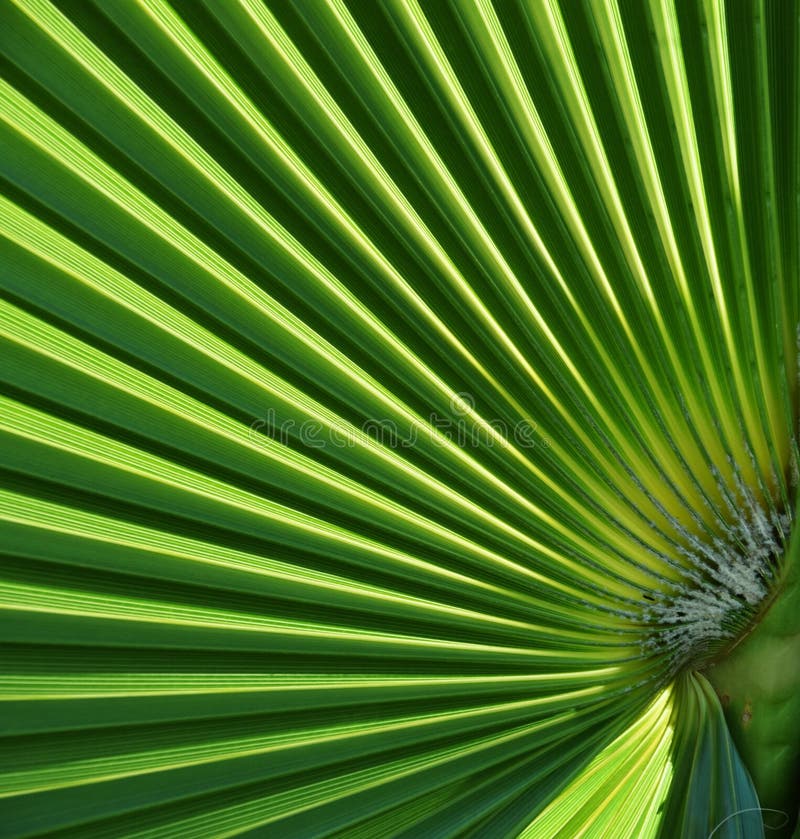 Fan shaped Palm leaf stock photo. Image of shaped, evergreen 64159904