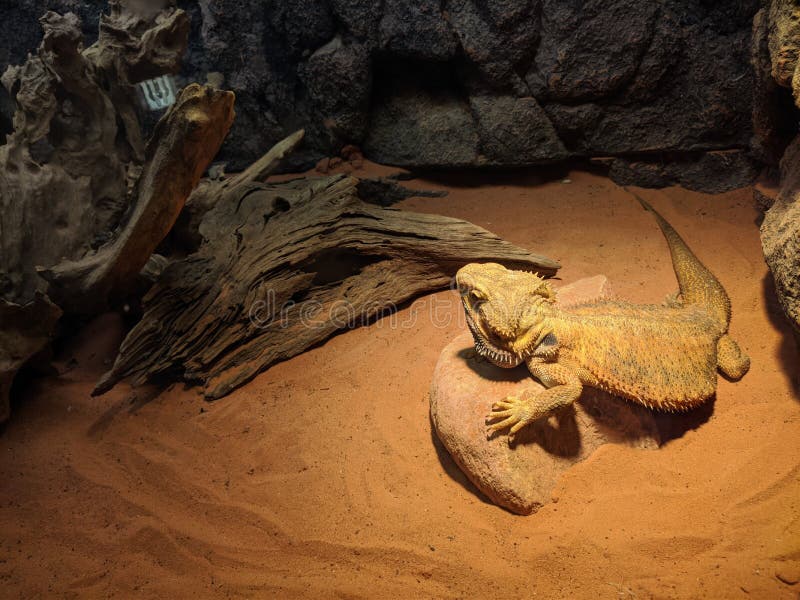 Fancy Bearded Dragon