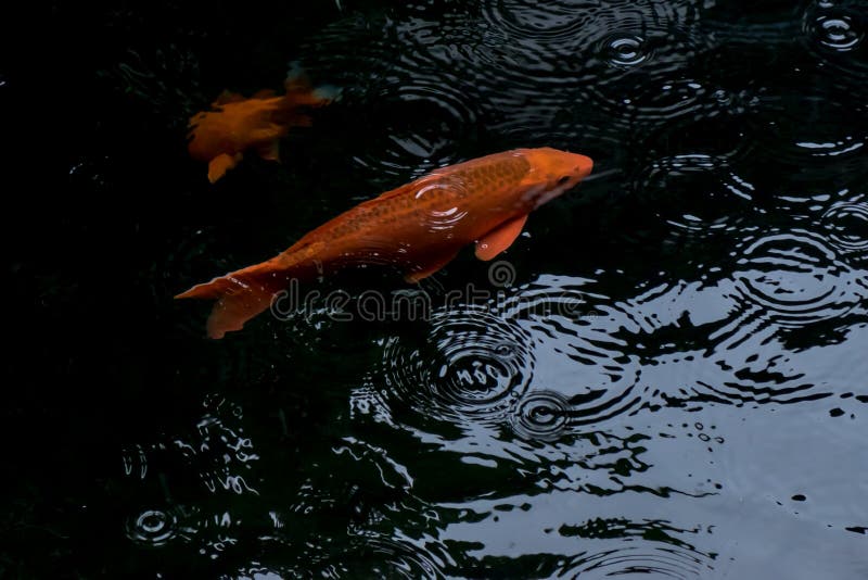 Fancy Carp or Koi Fish Swimming in the Pond when Rain Drop Stock Photo