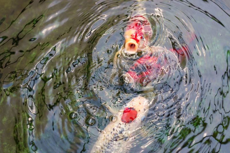 Fancy Carps Fish or Koi fish swimming and waiting for food in pond, Movement of Swimming stock photos Fancy Carps Fish or Koi fish swimming and waiting for food in pond, Movement of Swimming stock photos