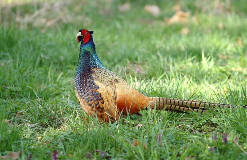 Dark pheasant on stem stock image. Image of feather, colchicus - 53842203