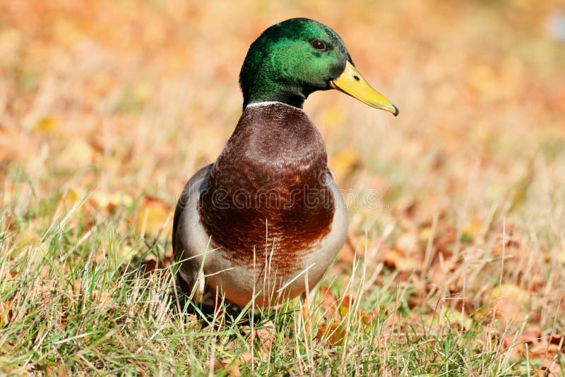 Fancy duck