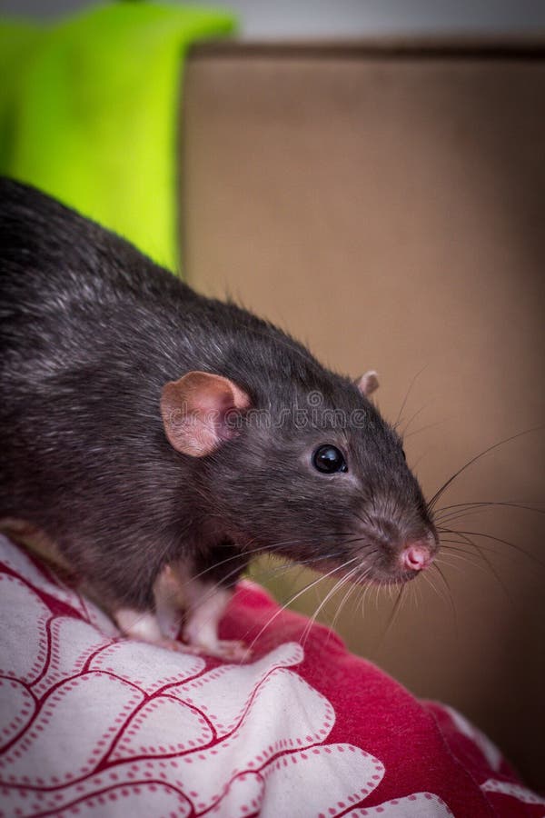 Black rat of breed Dumbo stock image. Image of dumbo 16587303