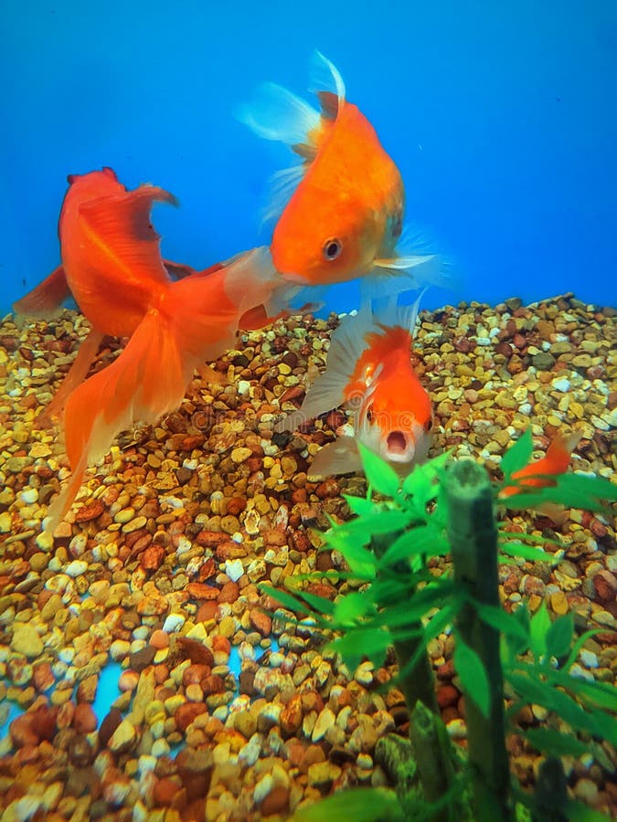 Fantail Goldfish Swimming in Aquarium Stock Photo - Image of aquatic,  popular: 216645900