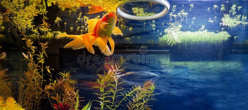 Fancy Gold Fish Lunch Time stock images
