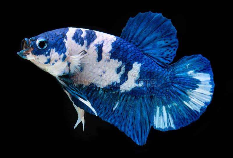 Fancy Koi Galaxy Betta Fish Stock Photo - Image of moving, betta: 166013916