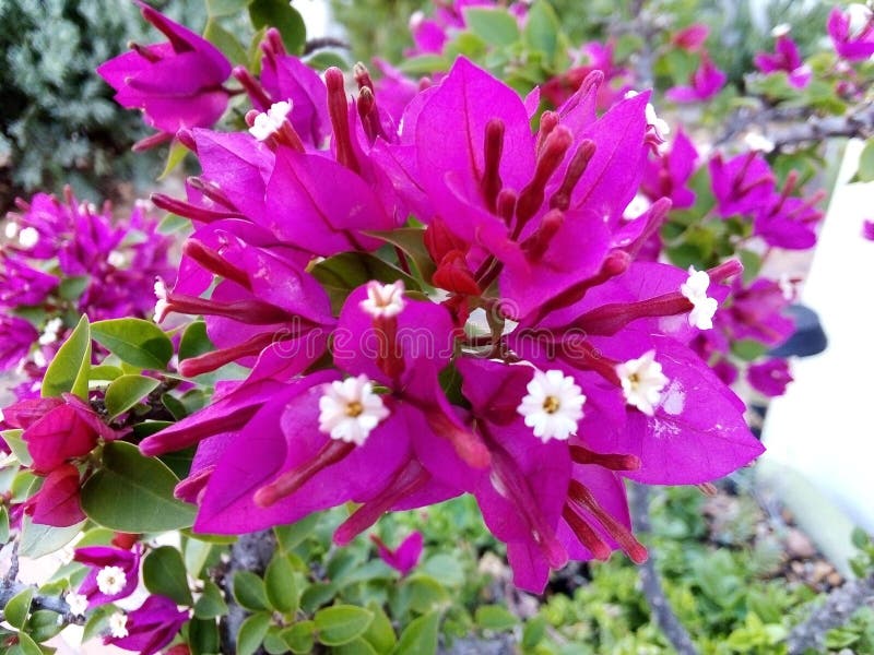 Fancy Pants Bouganvilla Plant stock photos Fancy Pants Bouganvilla Plant stock photos