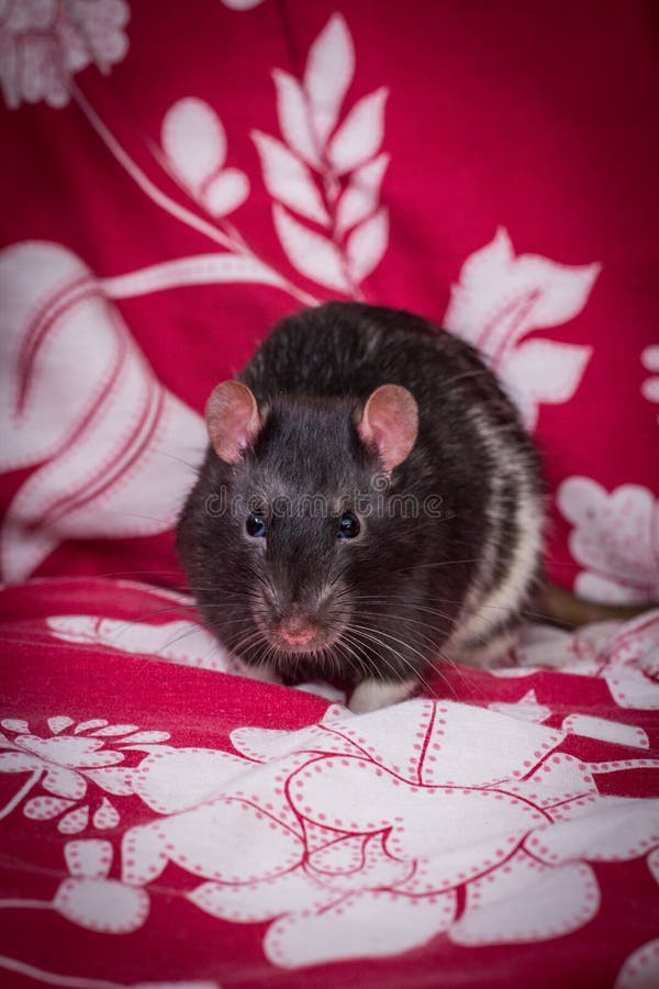 Fancy Pet Black Rat Sofa stock photo. Image of tame 174496572