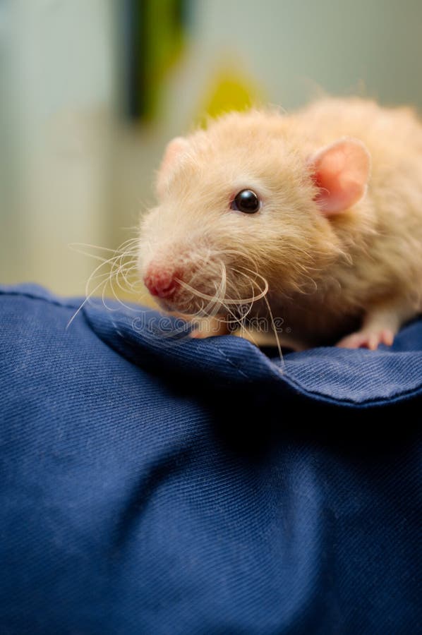 Fancy Pet Rat stock image. Image of golden, couch, close 130639717