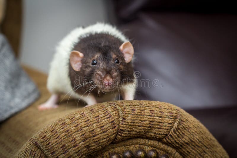 Fancy Pet Rat Sofa stock photo. Image of fancy, curious 118905248