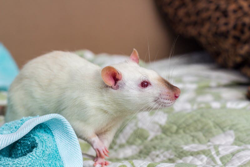 Fancy Pet Rat Sofa stock photo. Image of beige, regular 145585842