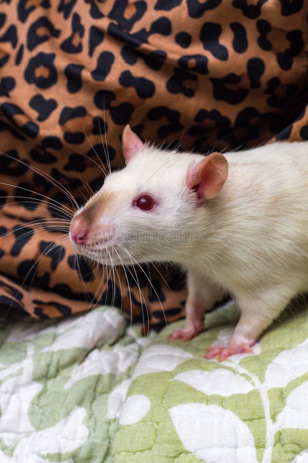 Fancy Pet Rat Sofa stock image. Image of colored, dumbo 118905017