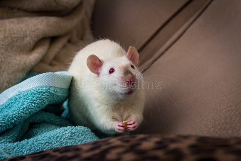 Fancy Pet Rat Sofa stock photo. Image of furry, pocket 203608628