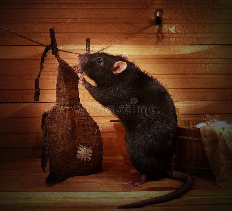 A Rat Smells of Vegetables Carrots Stock Image Image of nature