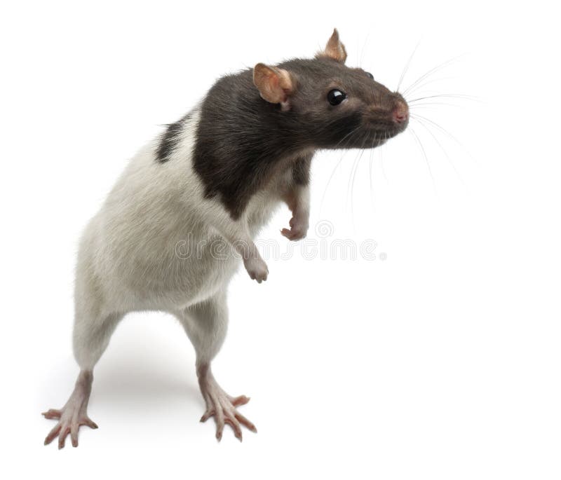 Fancy Rat standing up in front of white background