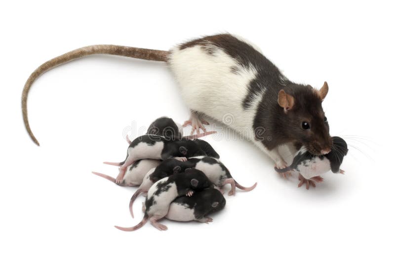 fancy-rat-taking-care-its-babies-22173747.jpg